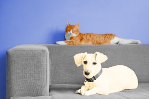 Dog and cat lying on a couch